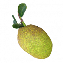 Breadfruit