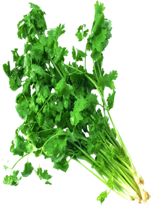 Coriander leaves